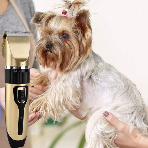 Electric pet cat - pet, dog