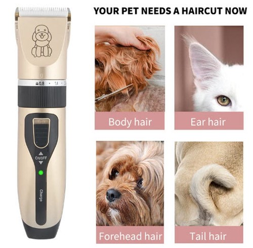 Cat dog electrical - cat,
